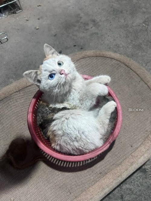 Когда нашел на улице бездомного ангела и привез его домой. 04