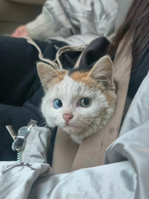 Когда нашел на улице бездомного ангела и привез его домой.

