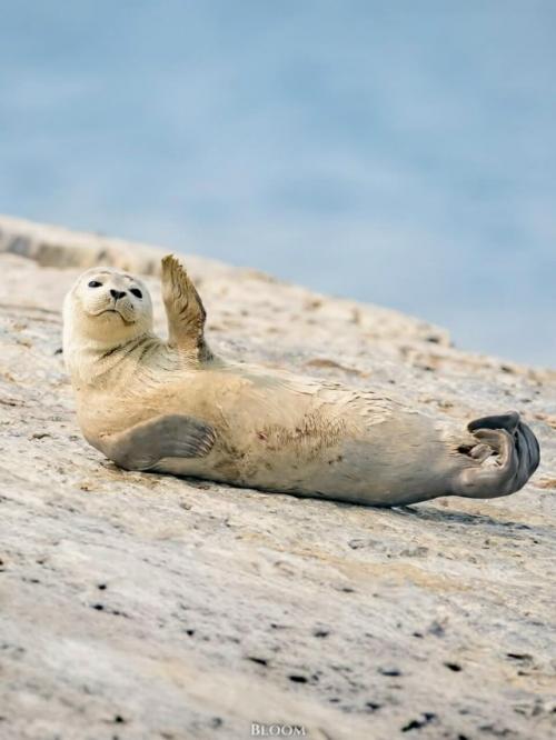 Есть ощущение, что тюлени знают про отдых какой-то секрет, о котором мы забыли. 02