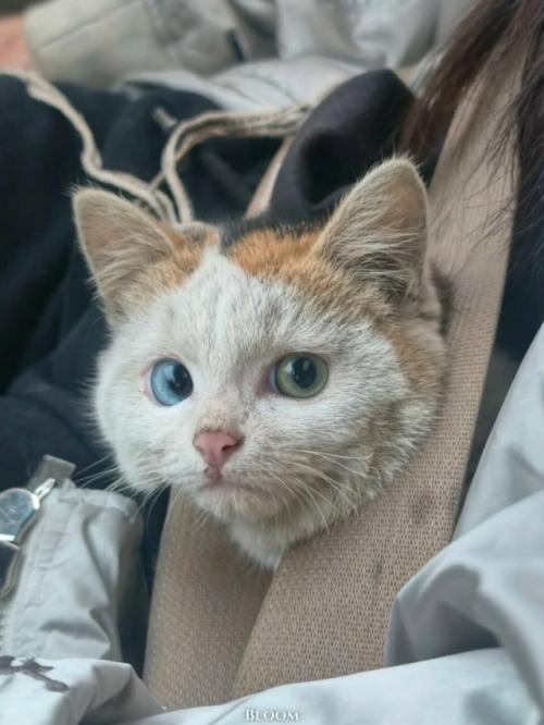 Когда нашел на улице бездомного ангела и привез его домой. 01