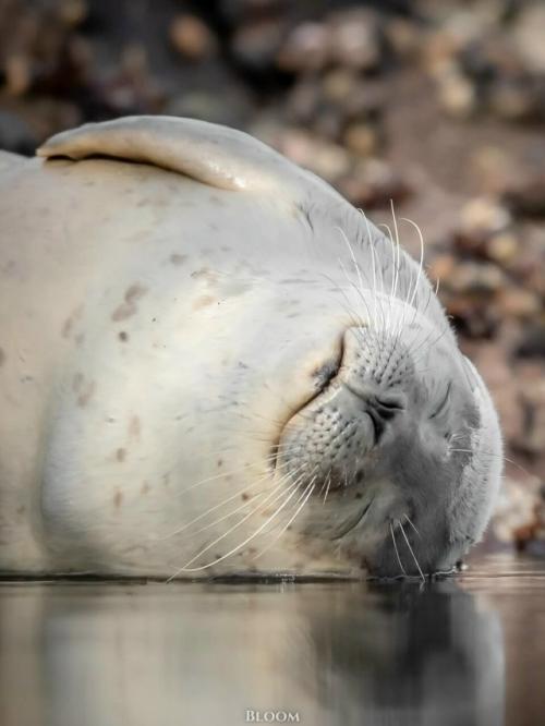 Есть ощущение, что тюлени знают про отдых какой-то секрет, о котором мы забыли. 05