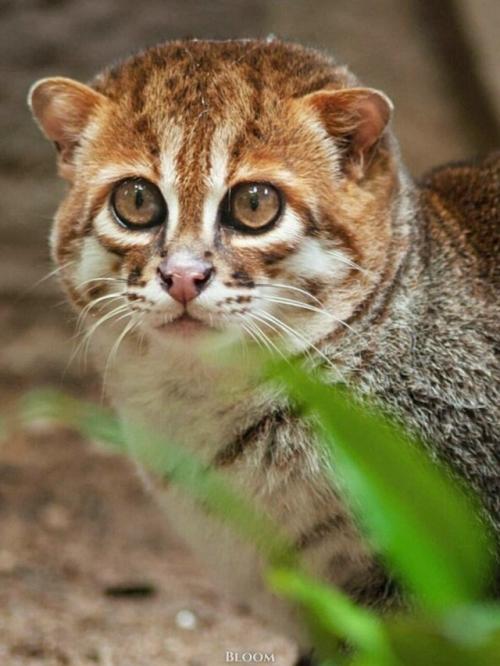 Суматранская кошка - один из самых редких и, честно говоря, странных представителей кошачьих. 07