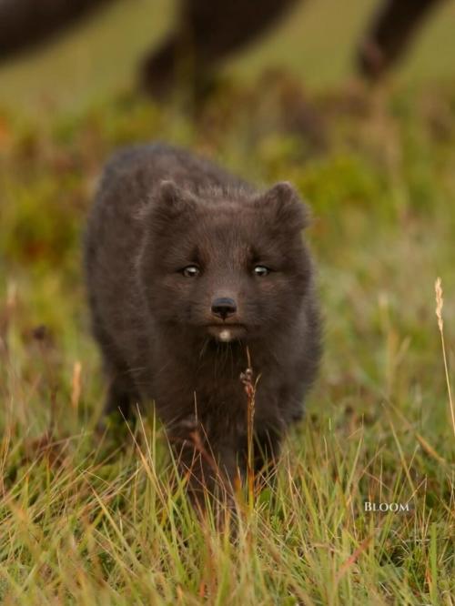 Мама мышку принесла - а это значит, что нужно срочно бежать со всех лапок и не упустить самое вкусное. 02
