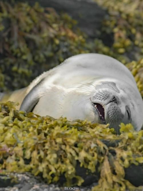 Есть ощущение, что тюлени знают про отдых какой-то секрет, о котором мы забыли. 06
