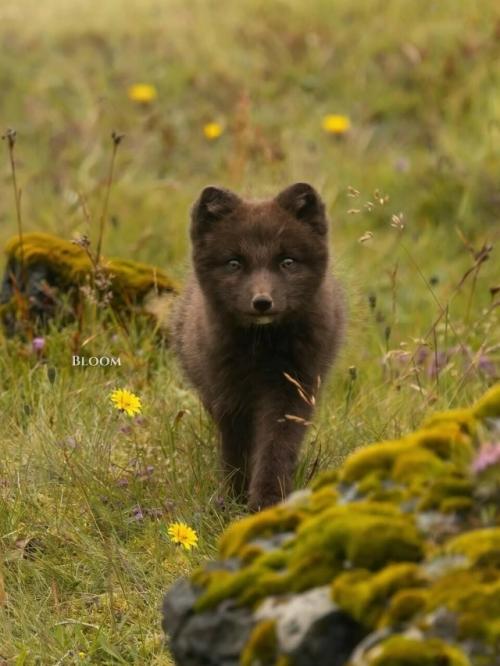 Мама мышку принесла - а это значит, что нужно срочно бежать со всех лапок и не упустить самое вкусное. 04