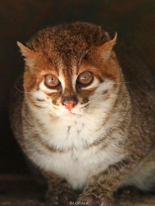 Суматранская кошка - один из самых редких и, честно говоря, странных представителей кошачьих. 01