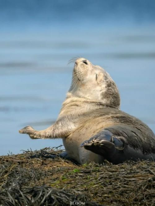 Есть ощущение, что тюлени знают про отдых какой-то секрет, о котором мы забыли.

