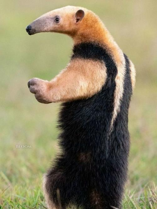 Знакомьтесь - тамандуа. 06 Знакомьтесь - тамандуа. 06