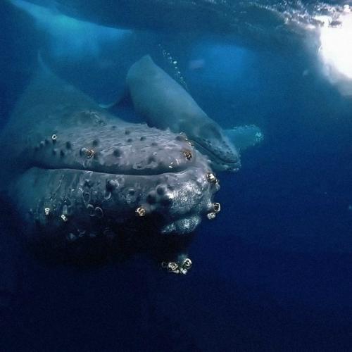 Когда погибает китёнок, его мать пытается вернуть его к жизни. 01