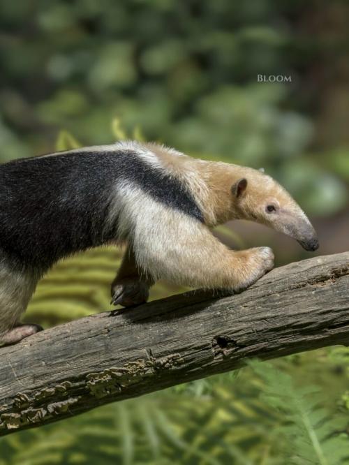 Знакомьтесь - тамандуа. 04 Знакомьтесь - тамандуа. 04