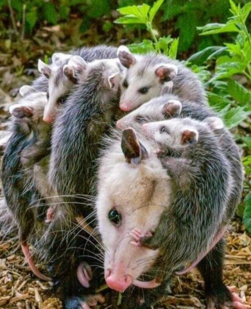 Опоссум - это вовсе не странный зверёк, которого стоит бояться, а один из самых полезных 