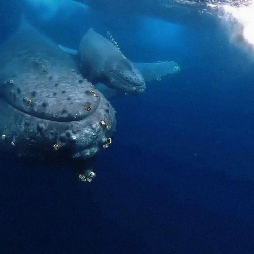 Когда погибает китёнок, его мать пытается вернуть его к жизни. 02