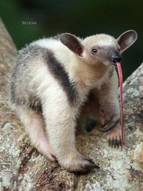 Знакомьтесь - тамандуа. 07 Знакомьтесь - тамандуа. 07