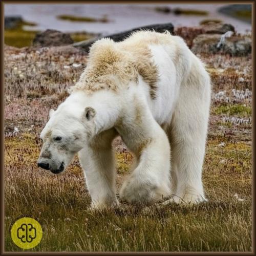 Ледяное сердце планеты приходит в упадок.  