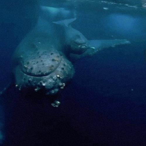 Когда погибает китёнок, его мать пытается вернуть его к жизни.  