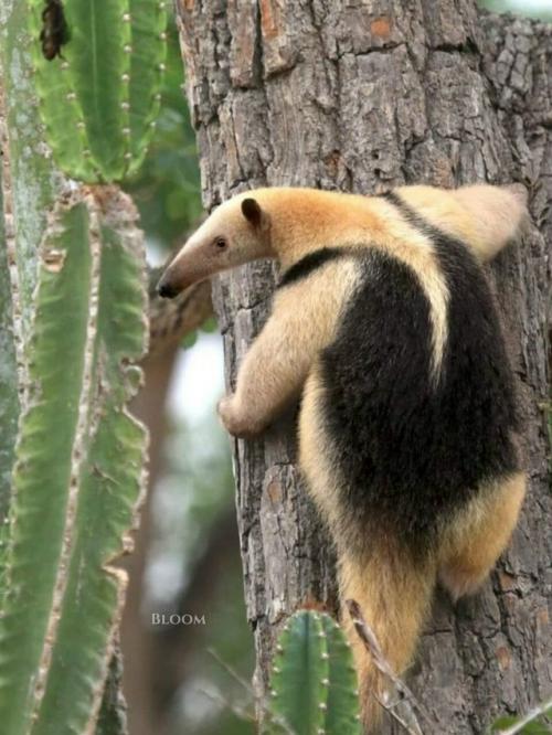 Знакомьтесь - тамандуа. 08 Знакомьтесь - тамандуа. 08