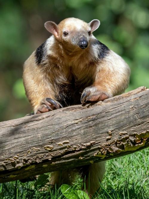 Знакомьтесь - тамандуа. 01 Знакомьтесь - тамандуа. 01