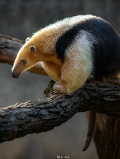 Знакомьтесь - тамандуа. 03 Знакомьтесь - тамандуа. 03