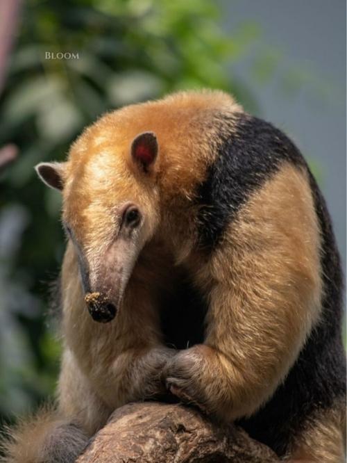 Знакомьтесь - тамандуа. 05 Знакомьтесь - тамандуа. 05