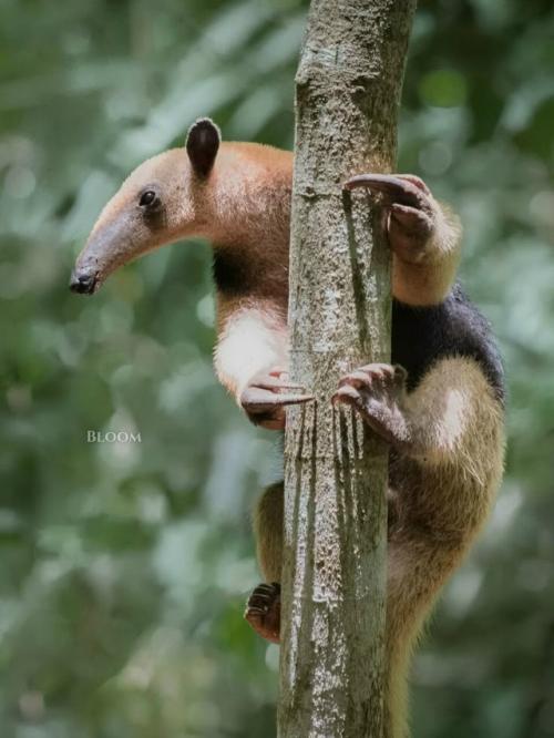 Знакомьтесь - тамандуа.  