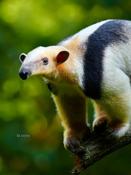 Знакомьтесь - тамандуа. 09 Знакомьтесь - тамандуа. 09