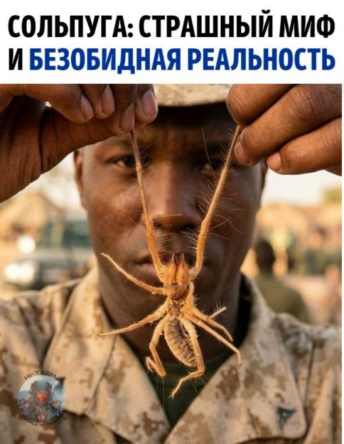 Это необычное и на первый взгляд пугающее животное обитает в тёплых пустынных и степных зонах - от Кавказа до астраханской области и Крыма.  