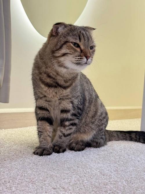 У кошки Оксаны Самойловой обнаружили серьёзные проблемы со здоровьем. 01