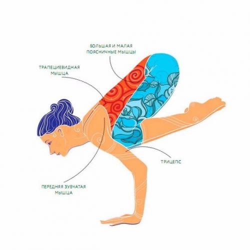 Бакасана.  Стойка на руках согнувшись среднего уровня сложности. 01