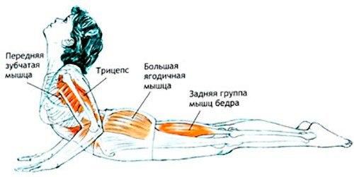 Поза кобры - бхуджангасана.