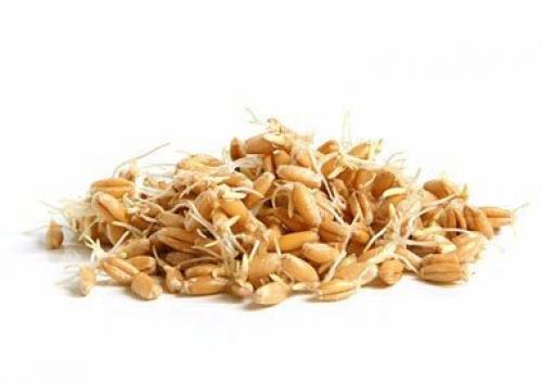 Проросшее зерно с точки зрения йогов.