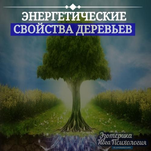 Энергетические свойства деревьев. Энергетические свойства деревьев.