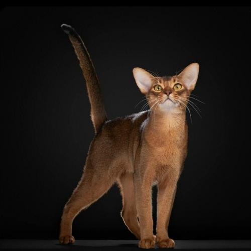 Российский абиссинский кот самым красивым в мире признан.

