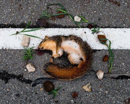 Наиболее известная серия фотографий Эммы кейсель называется В Состоянии Покоя. 02