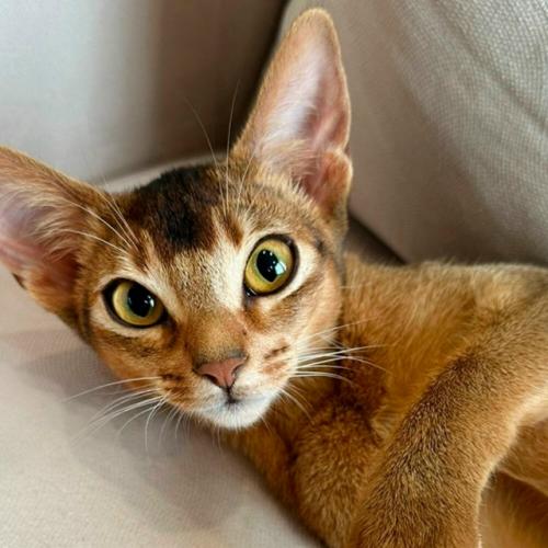 Российский абиссинский кот самым красивым в мире признан. 02