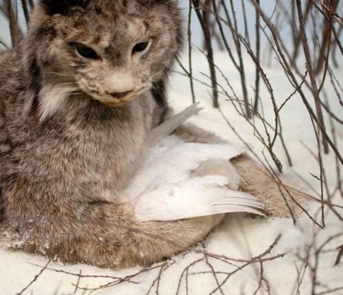 Наиболее известная серия фотографий Эммы кейсель называется В Состоянии Покоя. 01