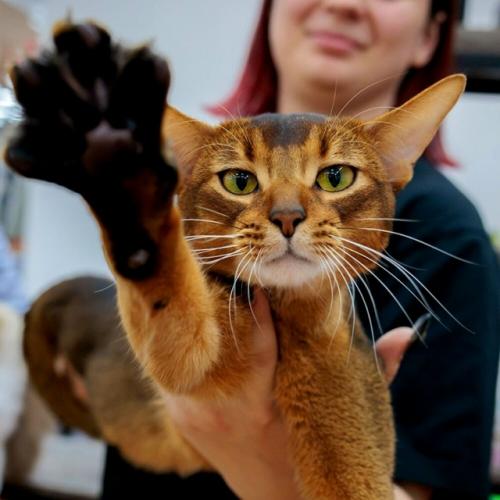 Российский абиссинский кот самым красивым в мире признан. 03