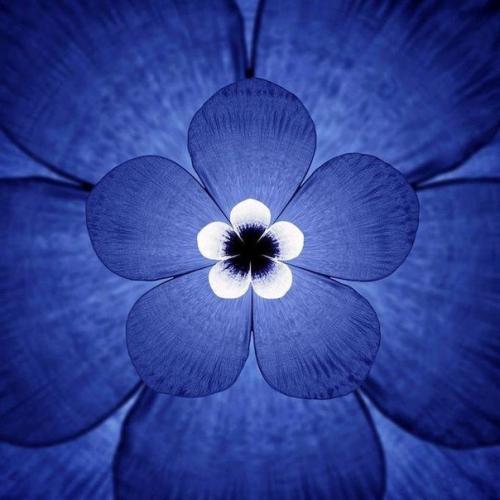 Песни дельфинов и китов в визуальных мандалах. Песни дельфинов и китов в визуальных мандалах.