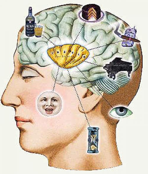 Неврологи объяснение жизненной необходимости сна нашли. Неврологи объяснение жизненной необходимости сна нашли.