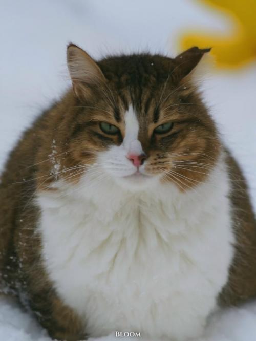 Это Анна и её кот плюха! 05