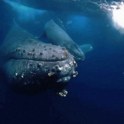 Мать - кит не отпускает мёртвого детёныша: факт который разбивает сердце. 01