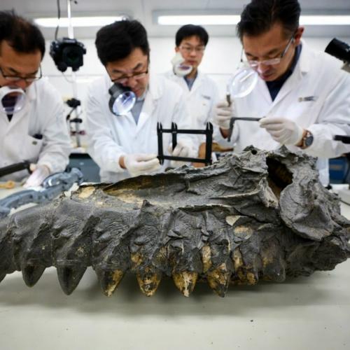 В 2026 году палеонтологи сообщили о Находке окаменелостей огромных осьминогов, живших около 100 миллионов лет назад. 01