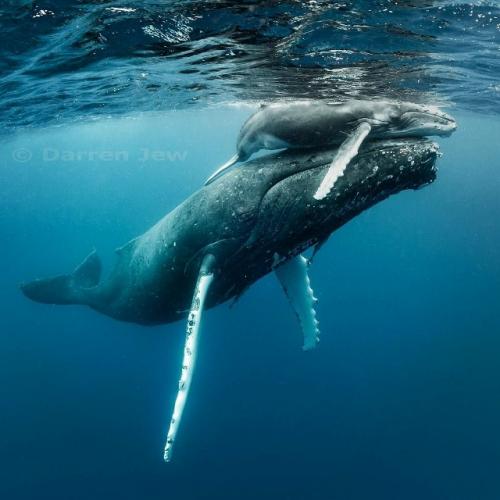 Мать - кит не отпускает мёртвого детёныша: факт который разбивает сердце.

