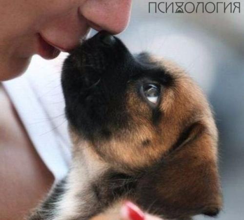 Птичий рынок.  Звуки.