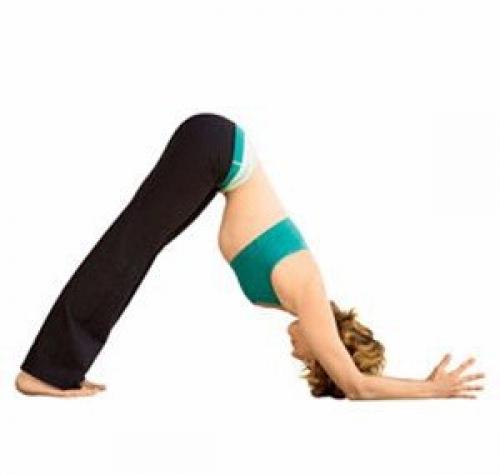 Дельфин.  Анатомия: верх спины / грудная клетка / запястья / руки/пальцы / плечи / шея / низ спины.