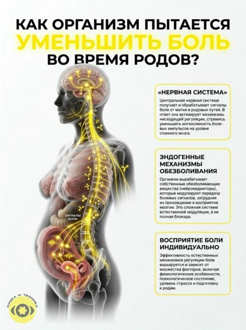 Родовая боль сразу из нескольких процессов складывается. 03