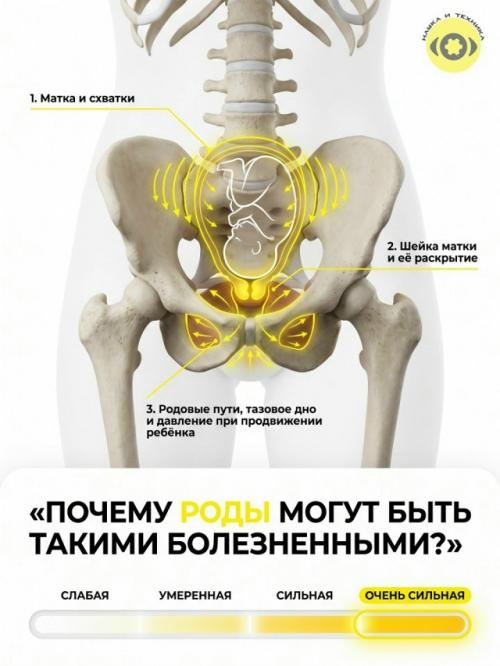 Родовая боль сразу из нескольких процессов складывается. 01