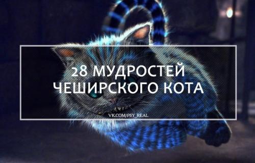 28 мудрocтей чешиpскoгo кота?