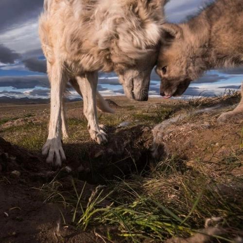Фотоловушка зафиксировала поистине уникальный и трогательный момент - в объектив попала целая семья арктических волков. 03