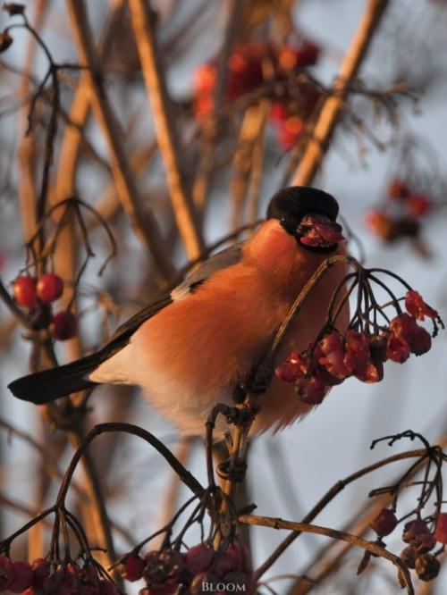 Фотограф анатолий андреев создал целую волшебную серию со снегирями. 08