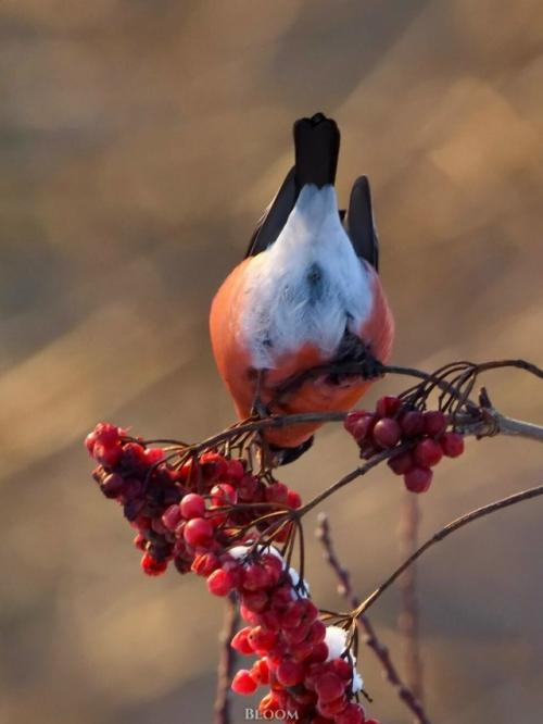 Фотограф анатолий андреев создал целую волшебную серию со снегирями. 02